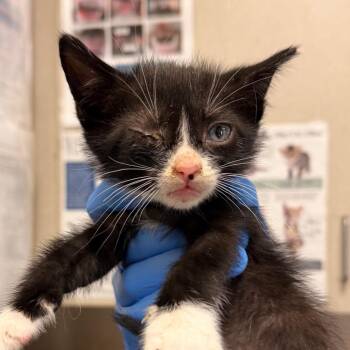Domestic Short Hair Cats Available for Adoption in San Antonio, Texas - Georg | PetCurious