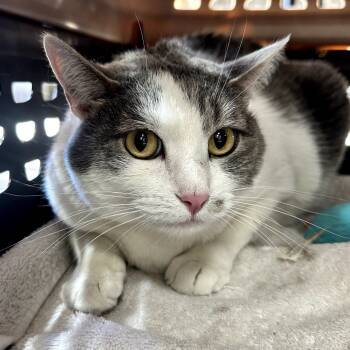 Rescue Domestic Short Hair Cats for Adoption in Las Vegas, Nevada - Fleur | PetCurious