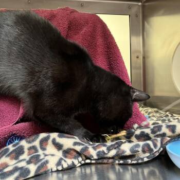 Lady Lovebite -  Domestic Short Hair Cat for Adoption in York, Pennsylvania - Lady Lovebite | PetCurious