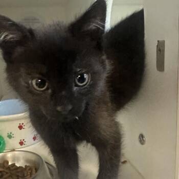 Domestic Long Hair Cats Available for Adoption in Walnut Creek, California - Will D Cat | PetCurious