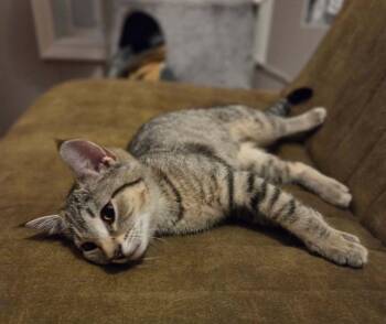 Lilly -  Domestic Short Hair Cat for Adoption in Gorham, Maine - Lilly | PetCurious