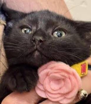 Isla -  Domestic Short Hair Cat for Adoption in Green Valley, Arizona - Isla | PetCurious