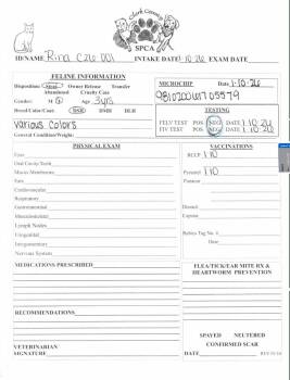 Domestic Short Hair Cats Available for Adoption in Springfield, Ohio - Rina | PetCurious