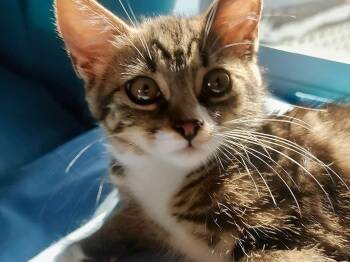 Tiny Tina -  Tabby and Domestic Short Hair Cat for Adoption in Walnut Creek, California - Tiny Tina | PetCurious