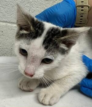 A273809 -  Domestic Short Hair Cat for Adoption in Chula Vista, California - A273809 | PetCurious