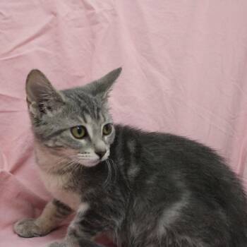 Domestic Short Hair Cats Available for Adoption in Champaign, Illinois - Hula | PetCurious