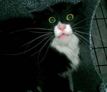 Nix -  Domestic Short Hair Cat for Adoption in Plover, Wisconsin - Nix | PetCurious
