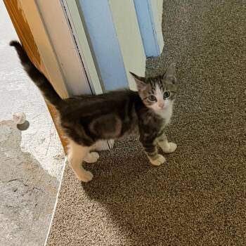 Squeak 22741 -  Domestic Short Hair Cat for Adoption in Minneapolis, Minnesota - Squeak 22741 | PetCurious
