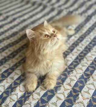 Limo - Affectionate male -  Siberian and Persian Cat for Adoption in Brampton, Ontario - Limo - Affectionate Male | PetCurious