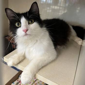 Roxy -  Domestic Medium Hair Cat for Adoption in Hood River, Oregon - Roxy | PetCurious