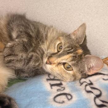 Lady Grumpus -  Domestic Short Hair Cat for Adoption in Evansville, Indiana - Lady Grumpus | PetCurious