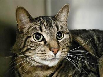 GEORGE -  Domestic Short Hair Cat for Adoption in Brentwood, Missouri - GEORGE | PetCurious