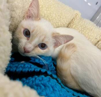 Gojo -  Domestic Short Hair Cat Available for Adoption in Raleigh, North Carolina - Gojo | PetCurious
