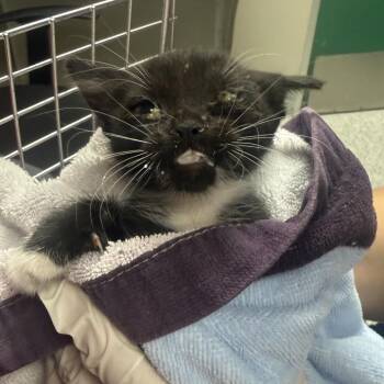 Fava Bean -  Domestic Short Hair Cat for Adoption in Reno, Nevada - Fava Bean | PetCurious