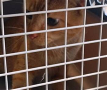 GENTRY -  Domestic Short Hair Cat for Adoption - GENTRY | PetCurious