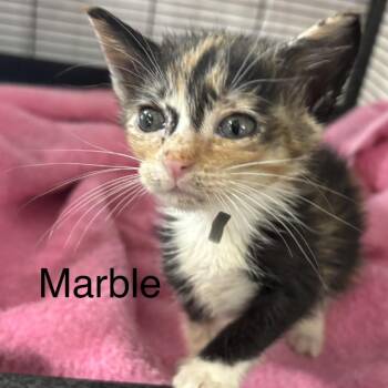 Marble -  Domestic Short Hair Cat for Adoption in League City, Texas - Marble | PetCurious