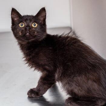Rolley -  Domestic Short Hair Cat for Adoption in Hattiesburg, Mississippi - Rolley | PetCurious