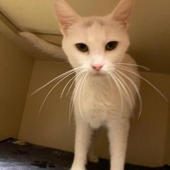 Snow White -  Domestic Short Hair Cat for Adoption in Dayton, Ohio - Snow White | PetCurious