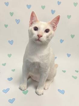 Cupid -  Siamese Cat for Adoption in Austin, Texas - Cupid | PetCurious