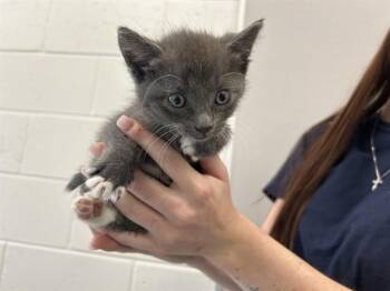 A383165 -  Domestic Short Hair Cat for Adoption in Ocala, Florida - A383165 | PetCurious