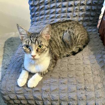 Rescue Domestic Short Hair Cats for Adoption in Tulsa, Oklahoma - Nori | PetCurious