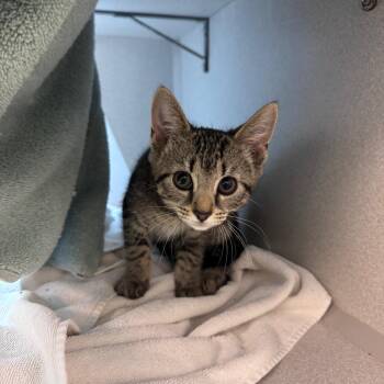 Domestic Short Hair Cats Available for Adoption in Pittsburgh, Pennsylvania - Crumpets | PetCurious