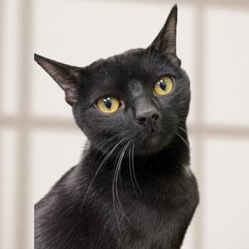 Domestic Short Hair Cats Available for Adoption - Lukas 0725 | PetCurious