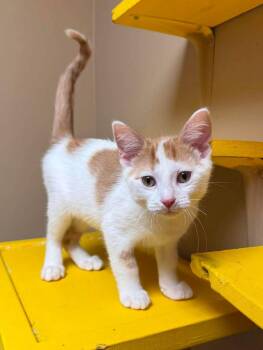 Little Foot -  Domestic Short Hair Cat for Adoption in Maryville, Missouri - Little Foot | PetCurious