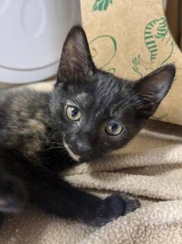 Ramona -  Domestic Short Hair Cat for Adoption in West Chester, Pennsylvania - Ramona | PetCurious