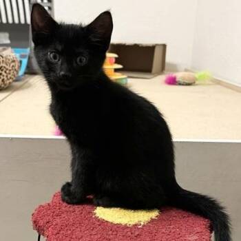 Domestic Short Hair Cats Available for Adoption in Warr Acres, Oklahoma - Cod | PetCurious