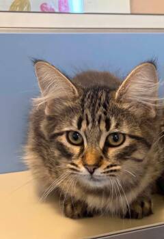 Huck -  Domestic Long Hair Cat for Adoption in Lincoln, Michigan - Huck | PetCurious