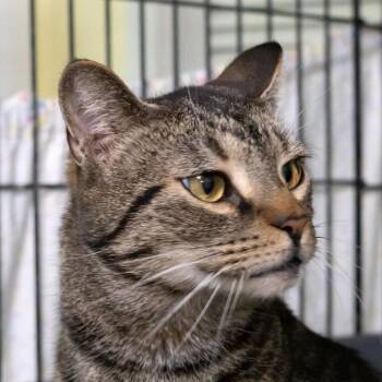 Callisto -  Domestic Short Hair Cat for Adoption in Mckean, Pennsylvania - Callisto | PetCurious