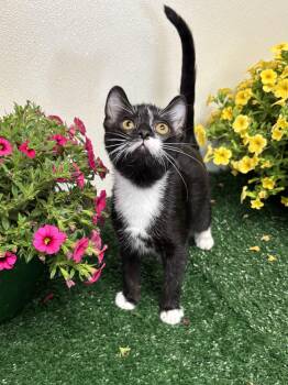 Dewey -  Domestic Short Hair Cat Available for Adoption in Effingham, Illinois - Dewey | PetCurious
