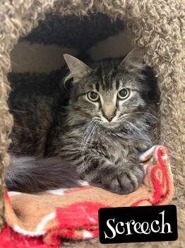 Screech -  Domestic Long Hair Cat Available for Adoption in Valparaiso, Indiana - Screech | PetCurious