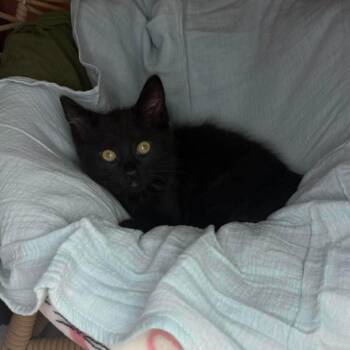 Eva -  Domestic Short Hair Cat for Adoption in Lexington, Kentucky - Eva | PetCurious