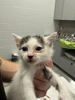 ALEC -  Domestic Short Hair Cat for Adoption in Indianapolis, Indiana - ALEC | PetCurious