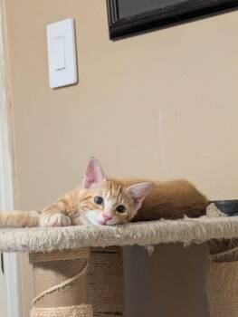 Rescue Domestic Short Hair Cats for Adoption in Park Row, Texas - Sawdust | PetCurious