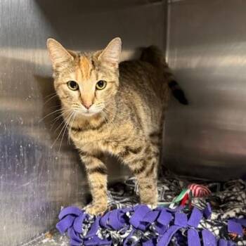 Torbie and Domestic Short Hair Cats Available for Adoption - Odette | PetCurious