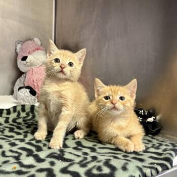 Watson -  Domestic Short Hair Cat for Adoption in Asheville, North Carolina - Watson | PetCurious