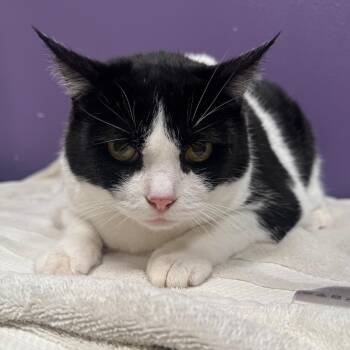 Aurora -  Domestic Short Hair Cat for Adoption in Englewood, Florida - Aurora | PetCurious
