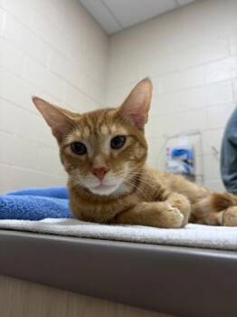 Malrik -  Domestic Short Hair Cat for Adoption in Westland, Michigan - Malrik | PetCurious
