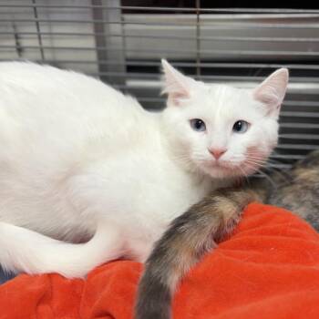 Snoopy&Peppermint Patty -  Domestic Short Hair Cat for Adoption in Portage, Michigan - Snoopy&Peppermint Patty | PetCurious