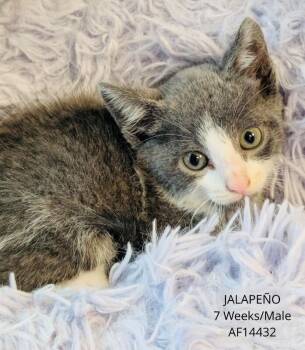 Domestic Short Hair Cats Available for Adoption - Jalapeno | PetCurious