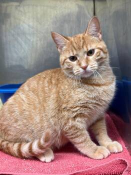 Dixie Sue -  Domestic Short Hair Cat for Adoption in Syracuse, Indiana - Dixie Sue | PetCurious