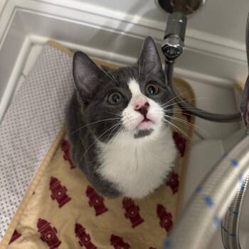 Domestic Short Hair Cats Available for Adoption in Medford Lakes, New Jersey - Birk N. Stock | PetCurious