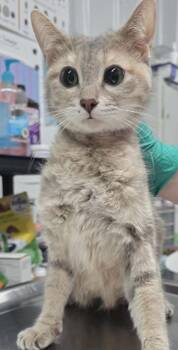 Grace -  Domestic Short Hair Cat Available for Adoption in Hillsdale, Indiana - Grace | PetCurious