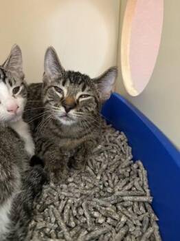 Paul -  Domestic Short Hair Cat for Adoption in Pequot Lakes, Minnesota - Paul | PetCurious