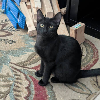 Rescue Domestic Short Hair Cats for Adoption in Fort Lauderdale, Florida - Sprinkles | PetCurious