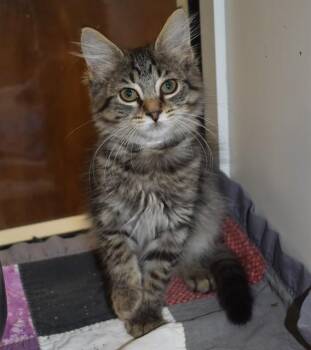 ROWDY -  Domestic Medium Hair Cat for Adoption in Sarasota, Florida - ROWDY | PetCurious