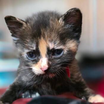 Baroness -  Domestic Short Hair Cat Available for Adoption in Buellton, California - Baroness | PetCurious